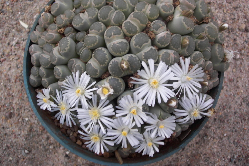 lithops villetii